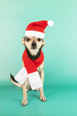 cute funny pet in santa costume on green background