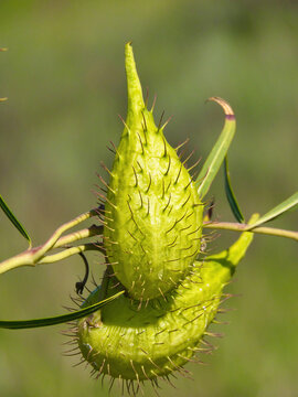 Gomphocarpus Fruiticosus Plant