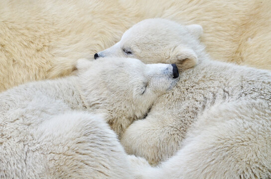 Polar bears in the snow
