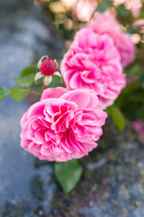 Beautiful pink roses on a flower bed in the garden close-up. Vertical photo.