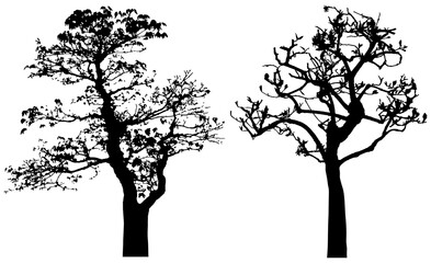 Png silhouette of isolated trees.