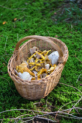 Mushroom collection in forest with a basket full of diverse edible mushroom species