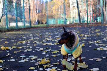 A small dog in a yellow overalls on a walk. Autumn leaves. Dwarf Pincher.