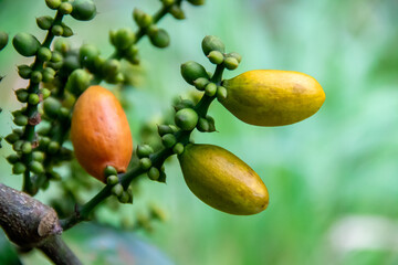 Close up view of the yellow gnetum gnemon fruit