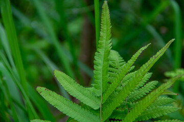 Texture background of leaves of a green fern plant growing in the forest