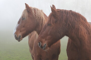 Two beautiful brown horses in the mist.