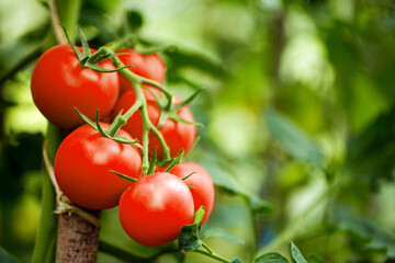 Beautiful ripe heirloom tomatoes in a greenhouse