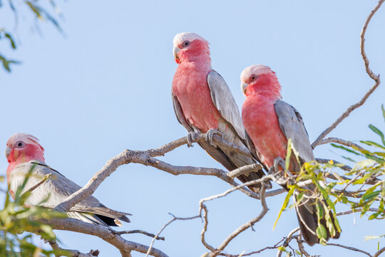 galah cockatoos (Eolophus roseicapillus) perched in a tree, Red Center of Australia