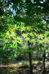 Obraz premium 青紅葉