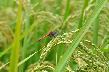 稲穂にとまる赤とんぼ