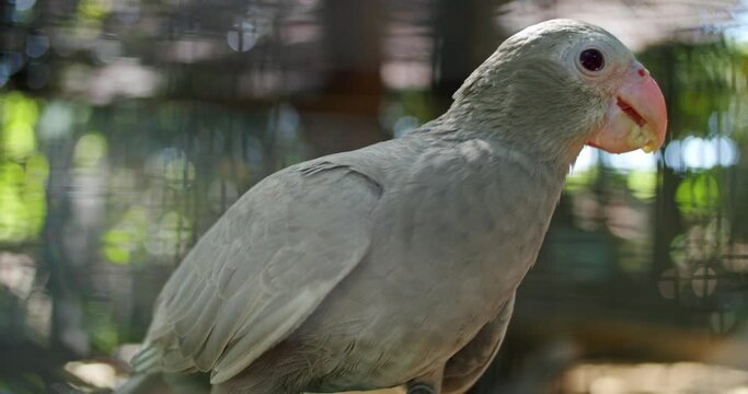 Close Up Shot Of Distinctive Princess Parrot, Special Species Of Birds
