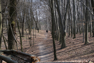 Spring in a forest at Holosiivskyi National Nature Park, Kyiv, Ukraine