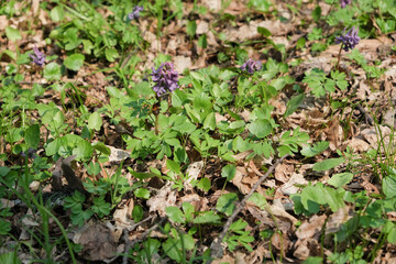 Closer shot of purple Muscari flowers, yellow and green leaves in Spring forest at Holosiivskyi National Nature Park, Kyiv, Ukraine