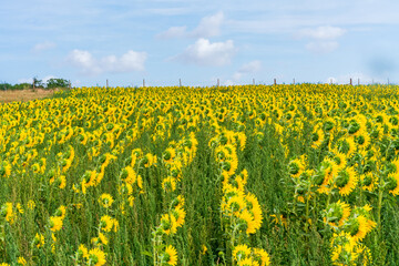 Fototapeta premium A field of sunflowers in England - selective focus