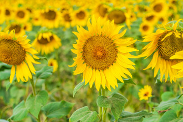 A field of sunflowers in England - selective focus on one flower