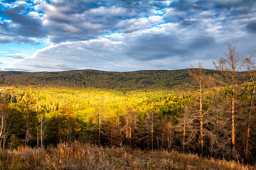 Fototapeta premium Coniferous forest in the Siberian taiga in autumn