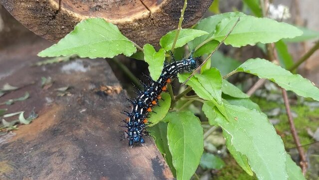 The larvae are black, with two rows of dorsal white spots. Head with a pair of branched spines