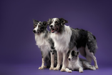 Three identical dogs together adult and puppy. blue marble on a violet background. Border collie family in studio 