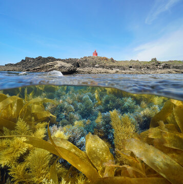 Rocky coast with a lighthouse and algae underwater, split level view over and under water surface, Atlantic ocean, Spain, Galicia, Rias Baixas