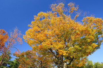 Fototapeta premium 公園の黄葉の欅と青空