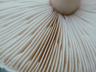 Close up of gills of agaric mushroomю. Lamella of a big mushroom abstract background macro close up