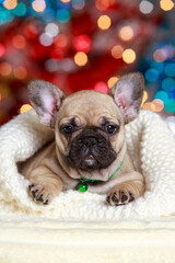 dog breed french bulldog