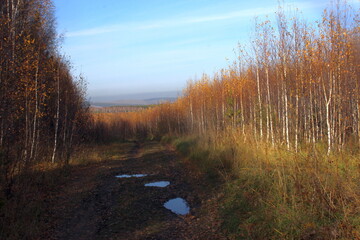 autumn in the forest