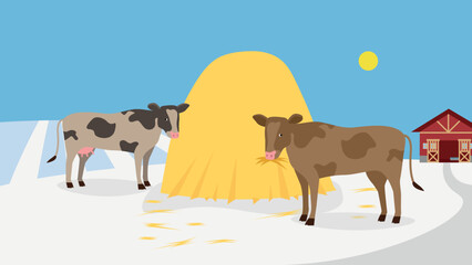 Two cows near a haystack in winter on a farm