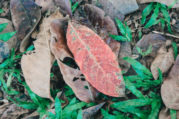 Dried brown leaves, texture of autumn leaves, colorful autumn fallen leaves in forrest.