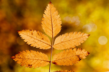 Feuilles d'automne