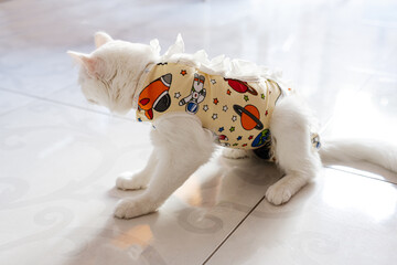 Postoperative bandage on white cat. Pet after a cavitary operation castration or sterilization.