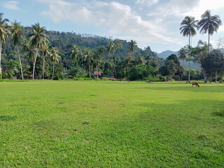 rice field in island