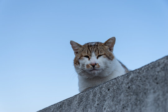 どら猫 の画像 10 085 件の Stock 写真 ベクターおよびビデオ Adobe Stock