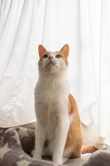 座る猫　茶トラ白