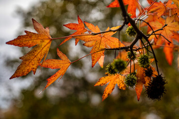 Orange autumn leaves in the forest