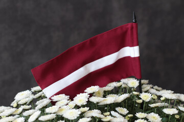 White and red.  Colors of Flag. Autumn. Symbols of Latvia. Proclamation Day of the Republic of Latvia - obrazy, fototapety, plakaty