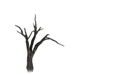 tree isolated on transparent background silhouette trunk 