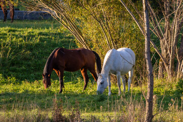 horses in the meadow