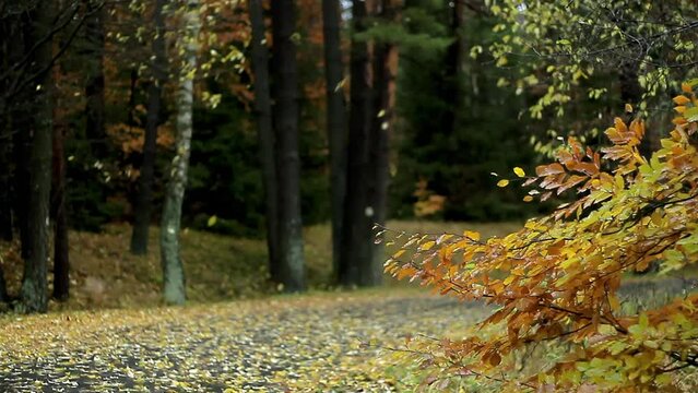 autumn leaves blowing in the wind no people stock video stock footage