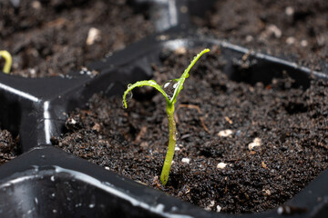 Growing peppers from seeds. Step 4 - First Sprouts