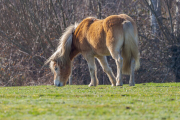 Little pony grazing at evening