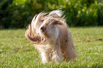 Bearded Collie dog with his long hair flying as he shakes