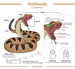 anatomy of a rattlesnake - obrazy, fototapety, plakaty