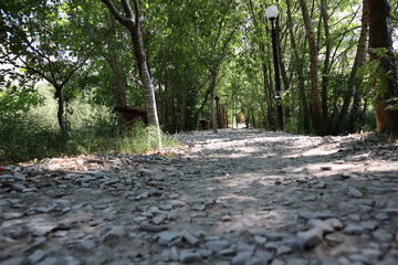 The road from the stones deep into the forest. Light on the forest path. Summer. Sun
