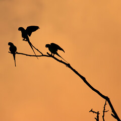 Parrots at Dusk