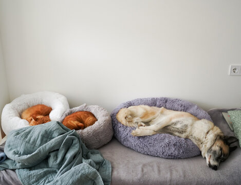 a dog and two domestic red cats sleep in a bed in a room