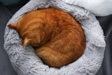 Red cat slipping in gray fluffy cat bed