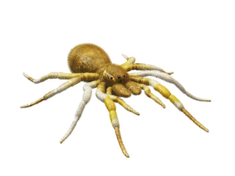 3d rendered of Spider Tarantula. Largest spider in terms of leg-span is the giant huntsman spider, orthographic front view