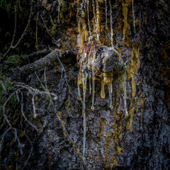 old tree in the Alps of Austria