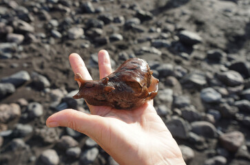 Aplysia dactylomela or sea hare isolated on a hand closeup, in Alcalá, Tenerife, Canary Islands, Spain